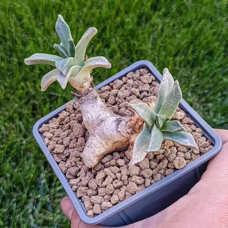 Aloinopsis rubrolineata