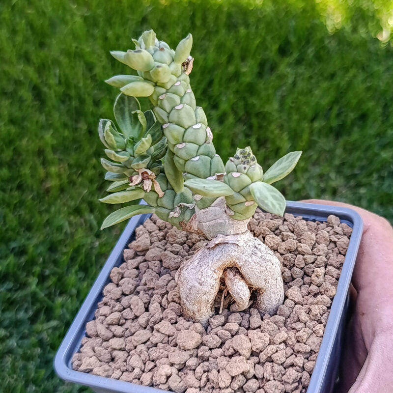 Euphorbia neostapelioides
