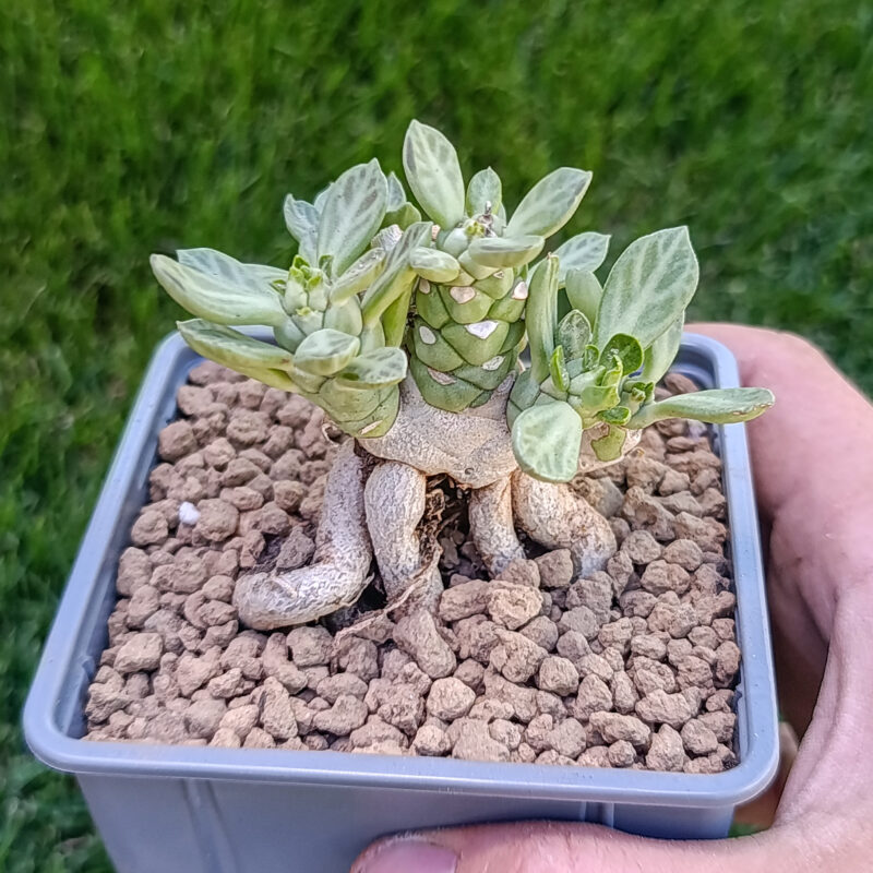 Euphorbia neostapelioides