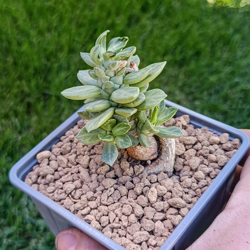 Euphorbia neostapelioides