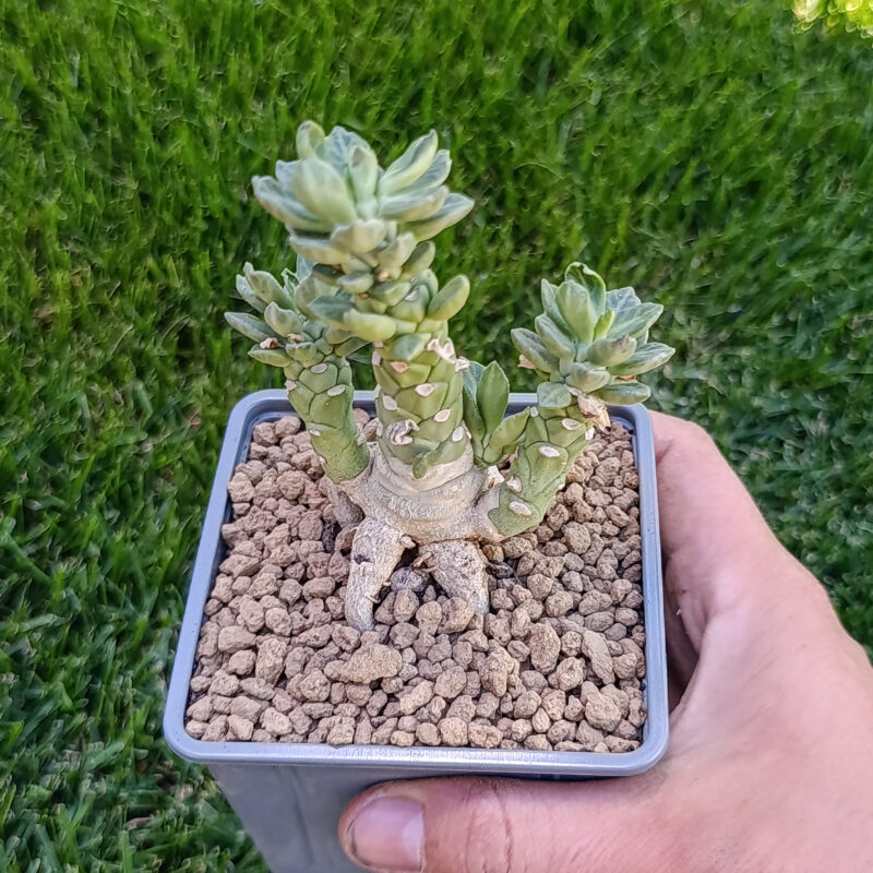 Euphorbia neostapelioides