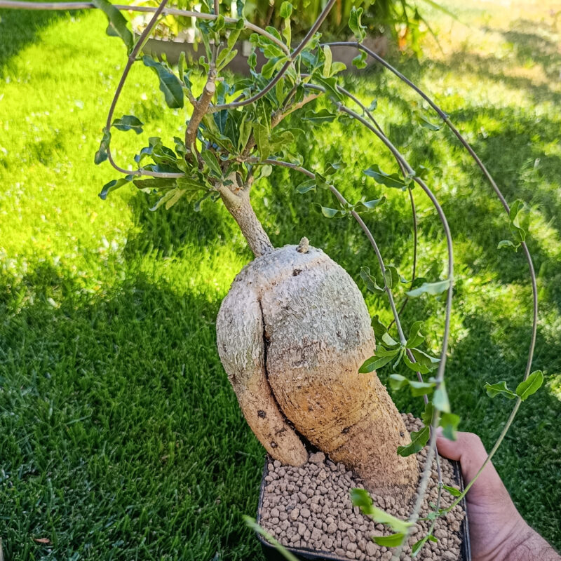 Fockea edulis