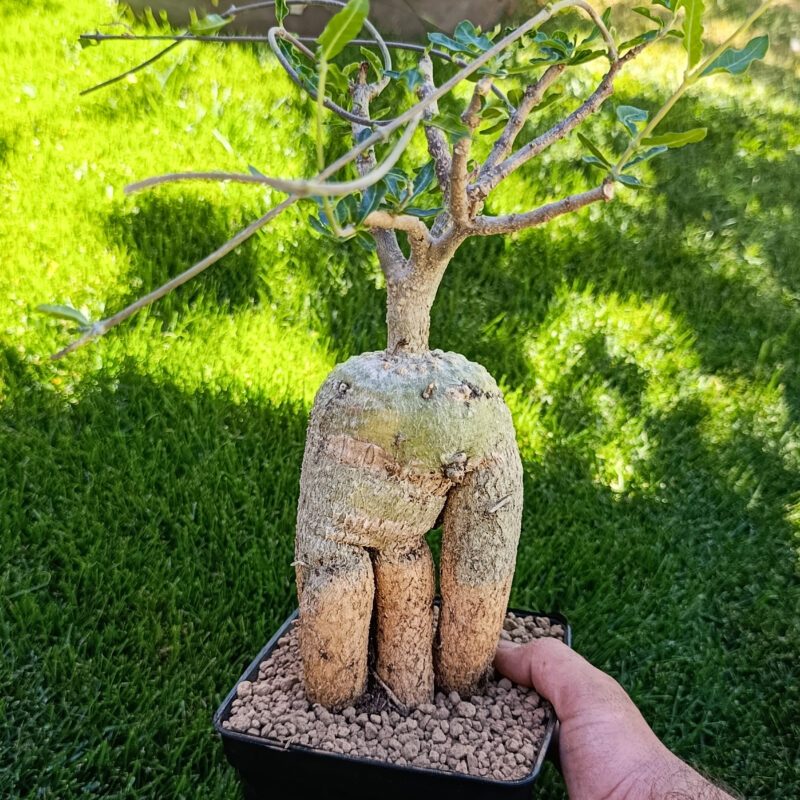Fockea edulis