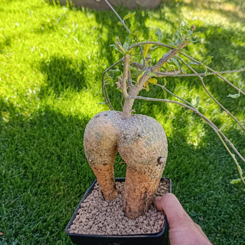 Fockea edulis