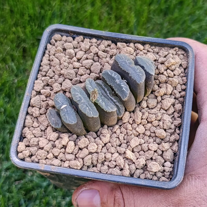 Haworthia truncata