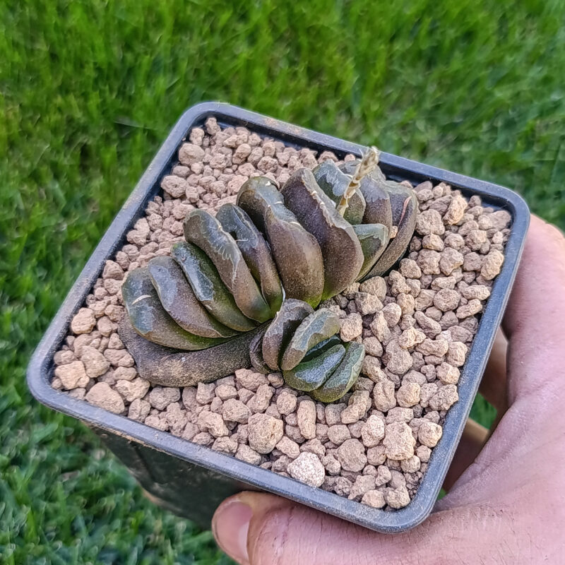 Haworthia truncata