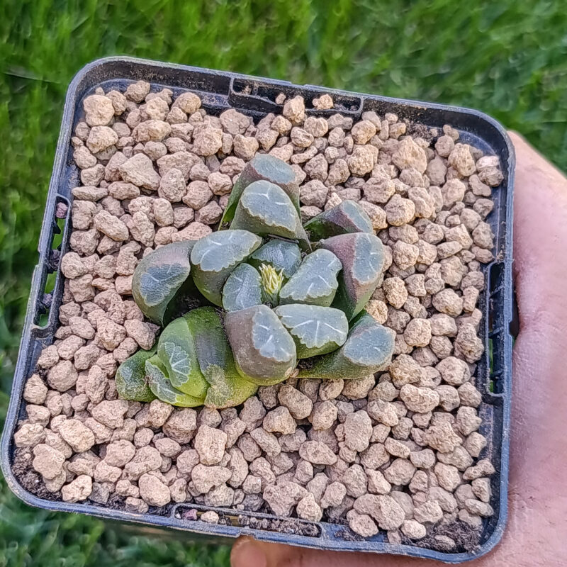 Haworthia maughanii Fuji hibrido