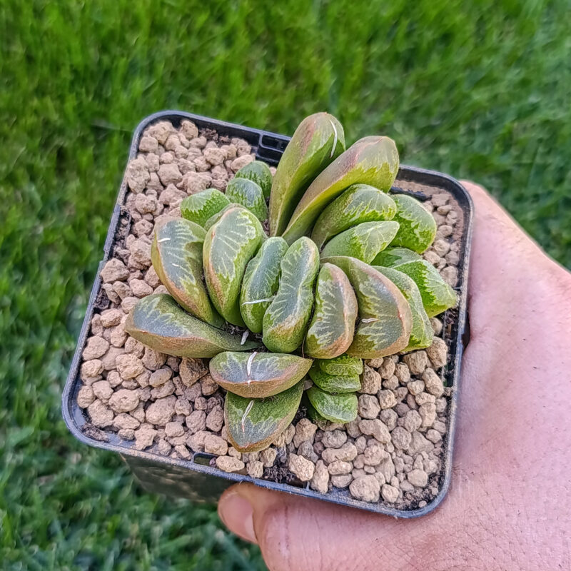 Haworthia truncata hibrida