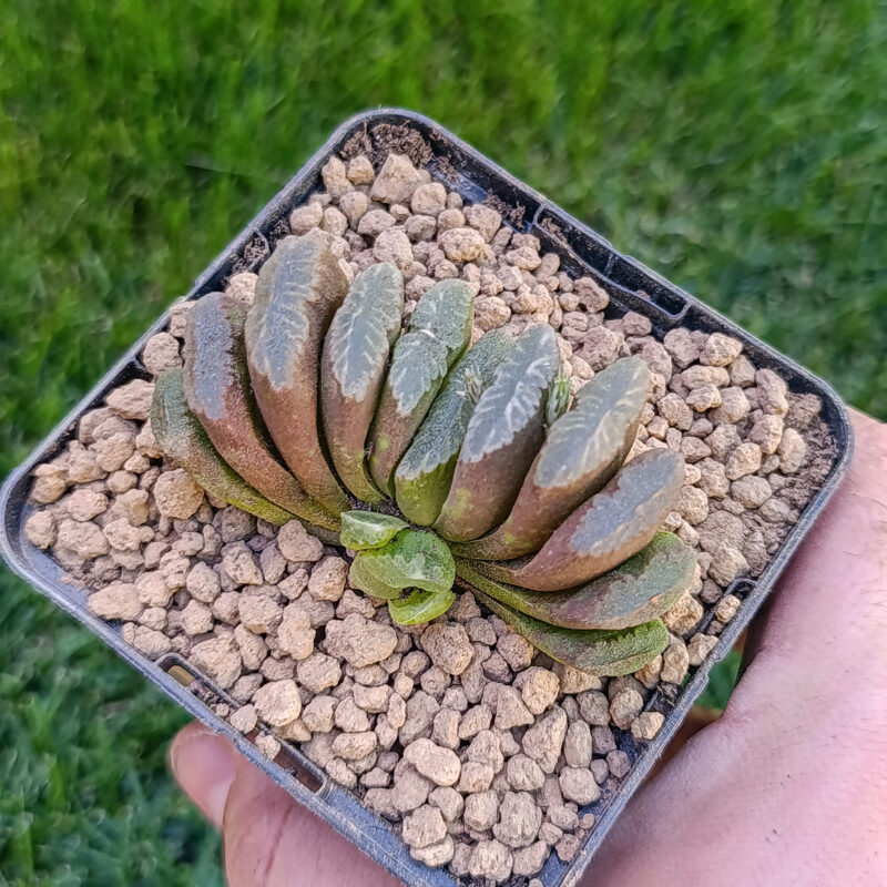 Haworthia truncata