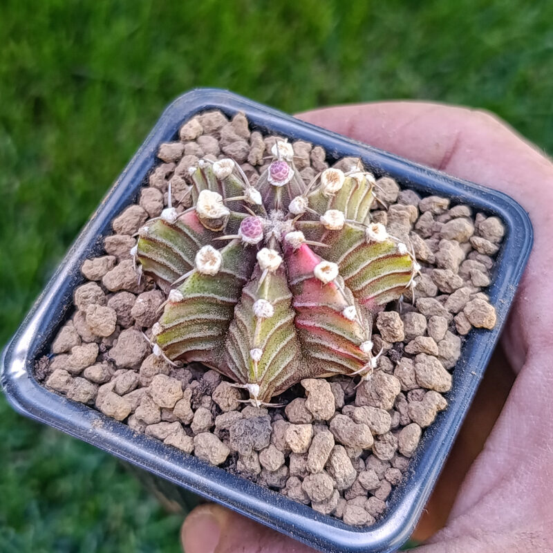 gymnocalycium friedrichii variegata