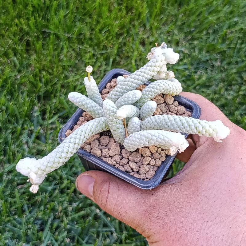 Avonia papyracea