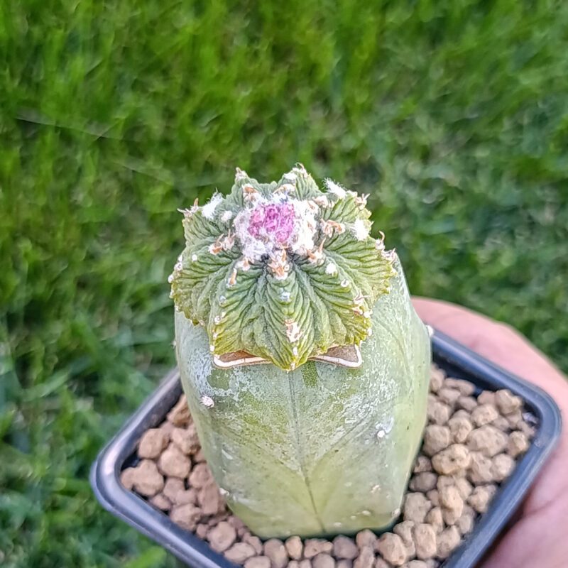 Aztekium ritteri (injertado)