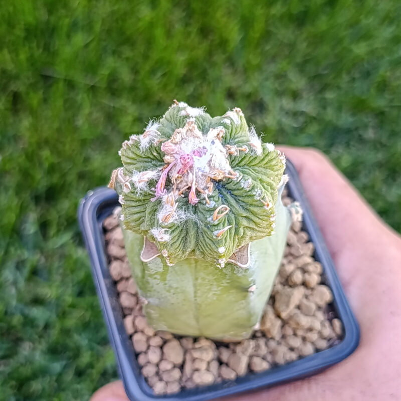 Aztekium ritteri (injertado)