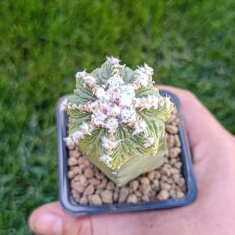 Aztekium ritteri (injertado)