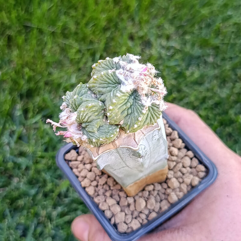 Aztekium ritteri (injertado)