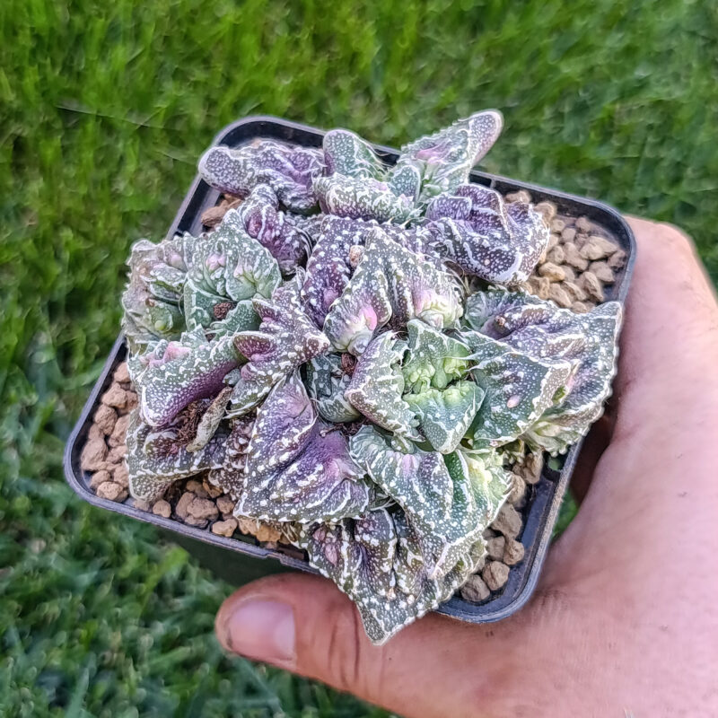 Faucaria super warty