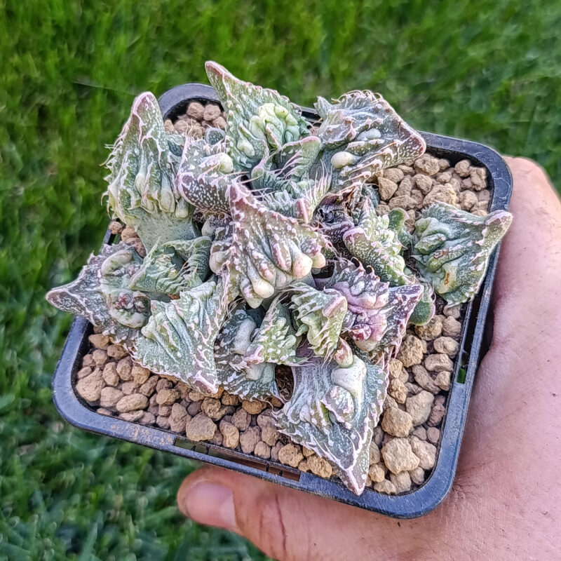 Faucaria super warty