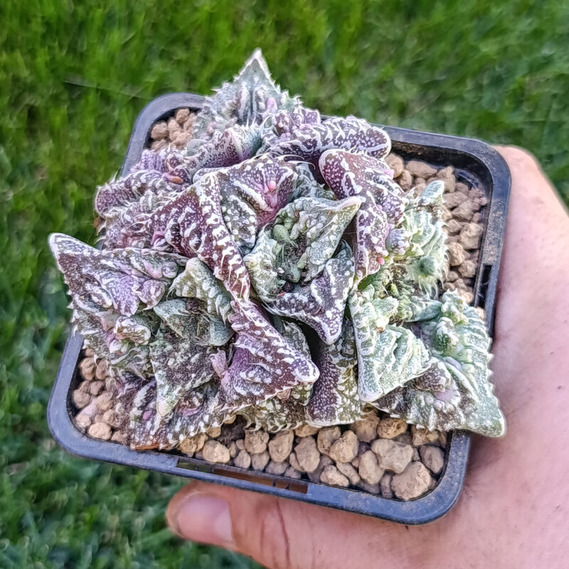 Faucaria super warty