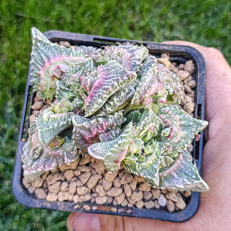 Faucaria super warty