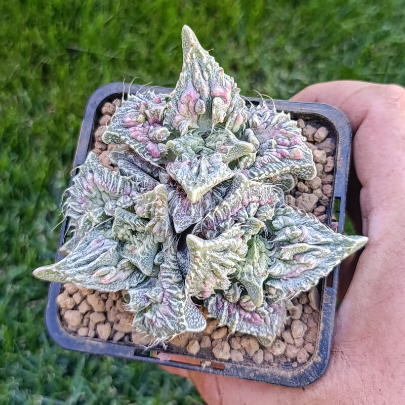 Faucaria super warty