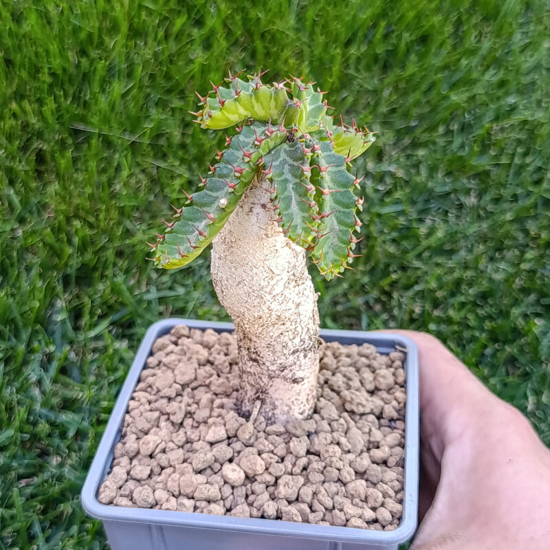 Euphorbia stellata