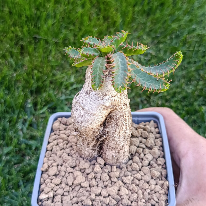 Euphorbia stellata
