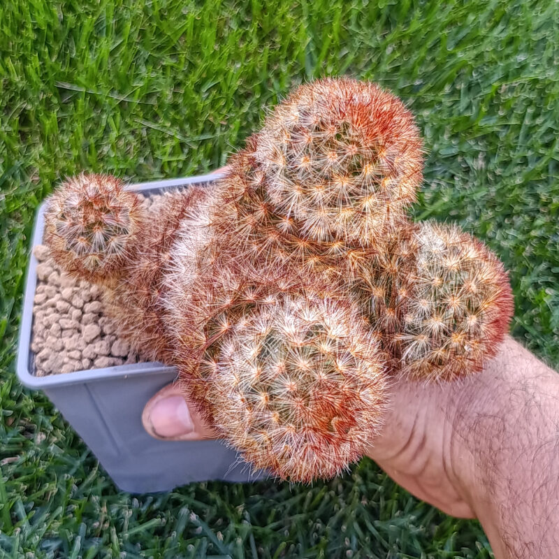 Mammillaria carmenae rubra