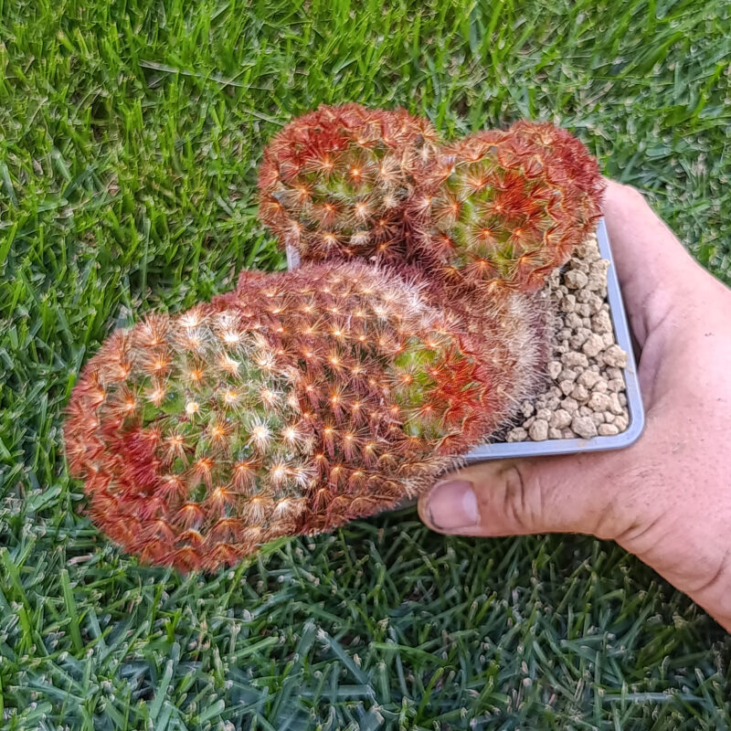 Mammillaria carmenae rubra
