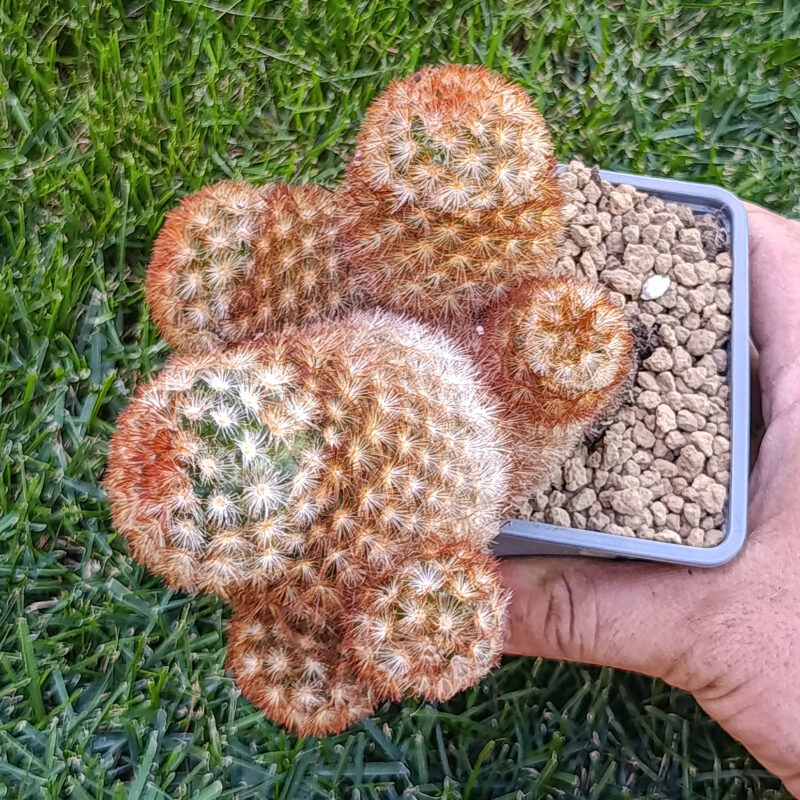 Mammillaria carmenae rubra