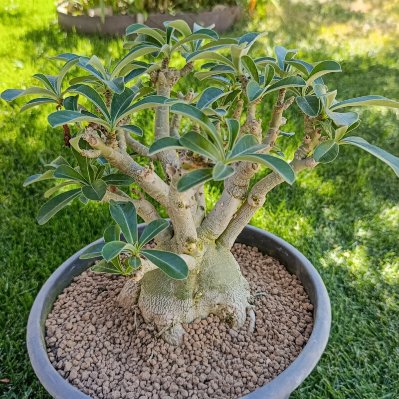 Adenium obesum xl