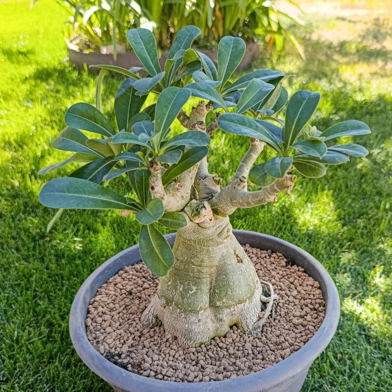 Adenium obesum xl