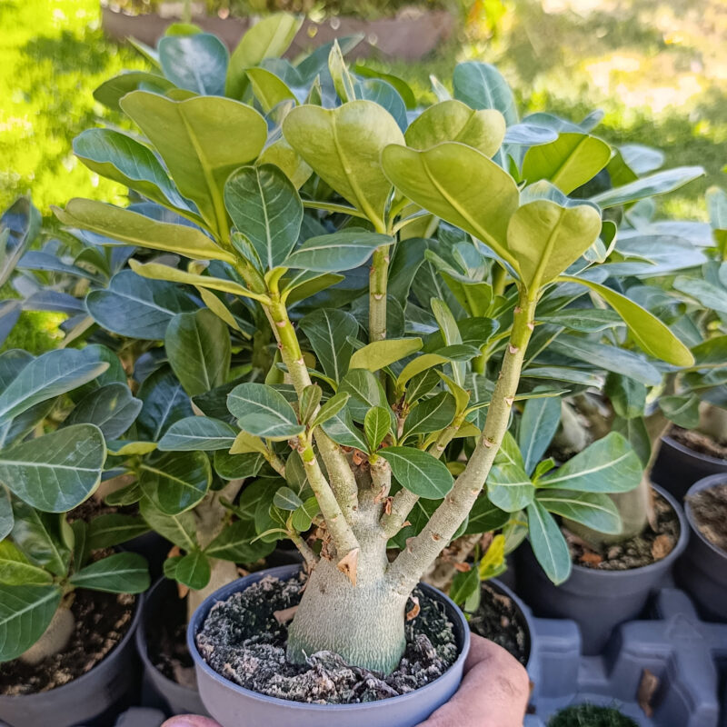Adenium obesum s