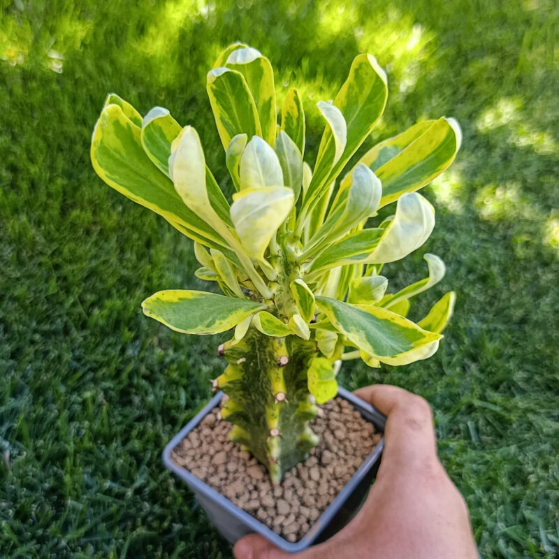 Euphorbia neriifolia