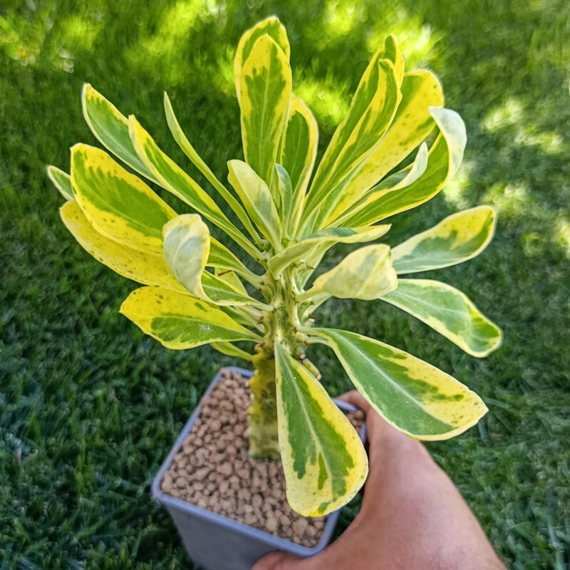 Euphorbia neriifolia