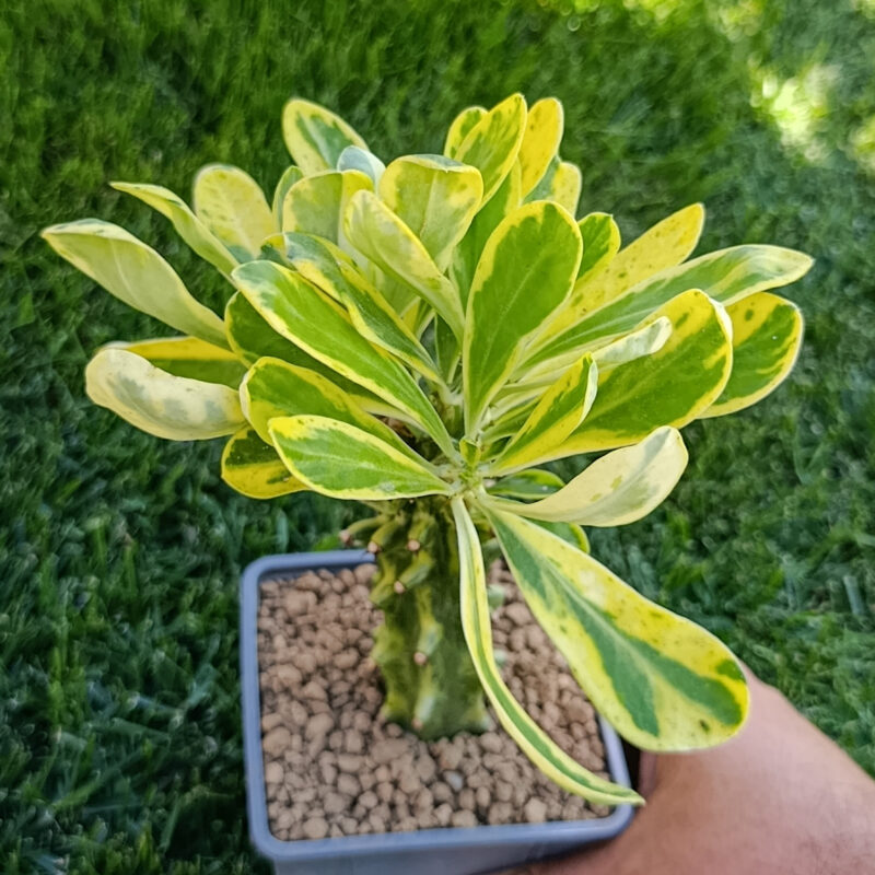 Euphorbia neriifolia