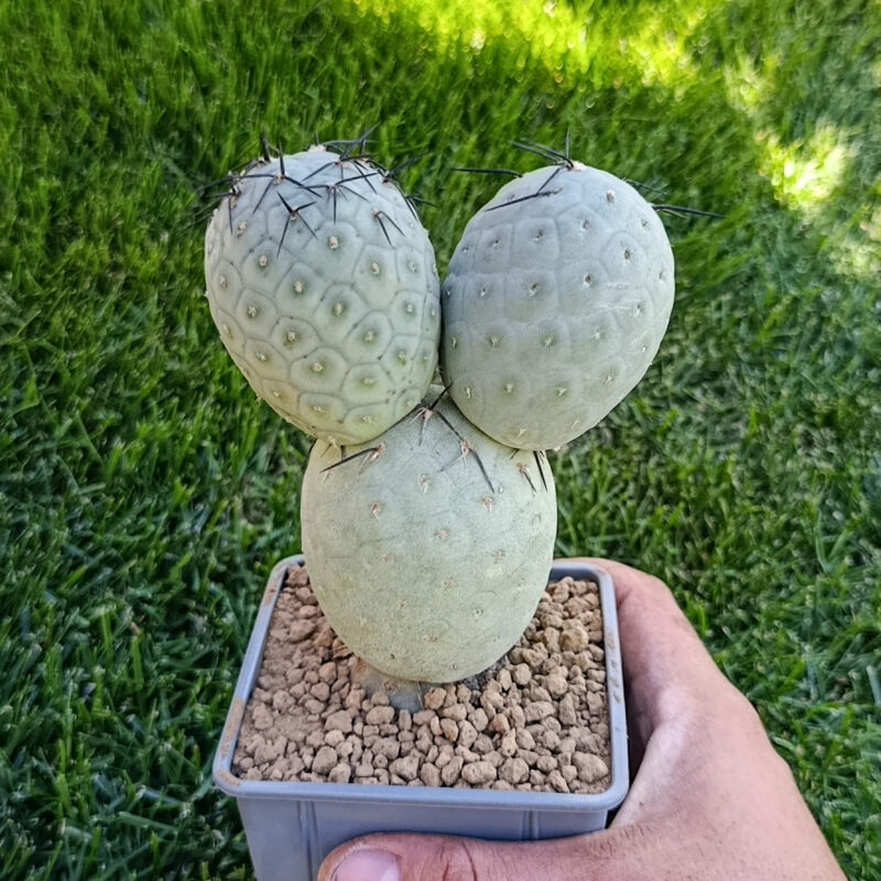Tephrocactus geometricus diablo