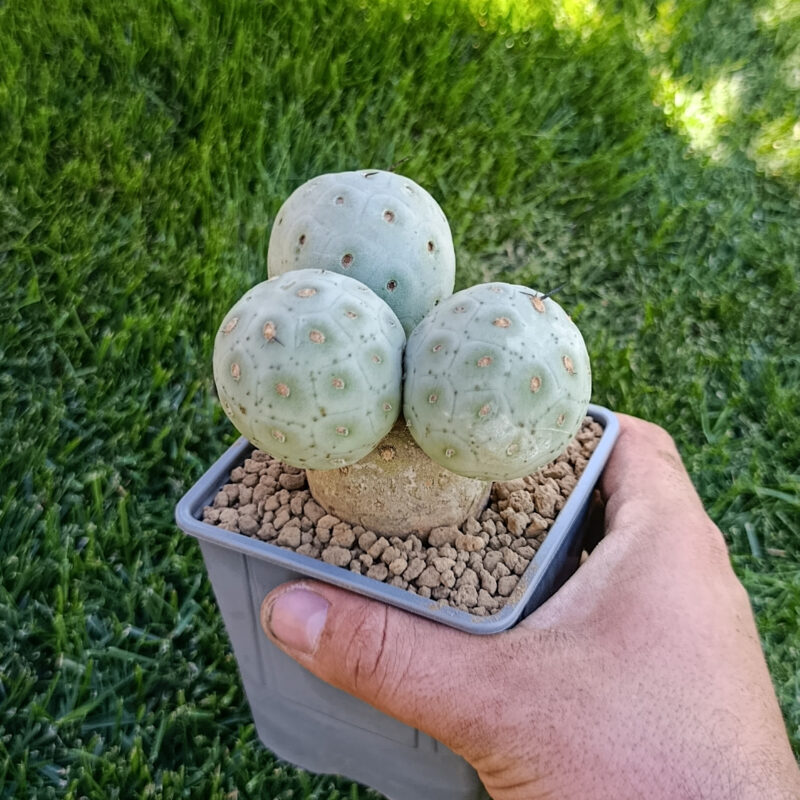 Tephrocactus