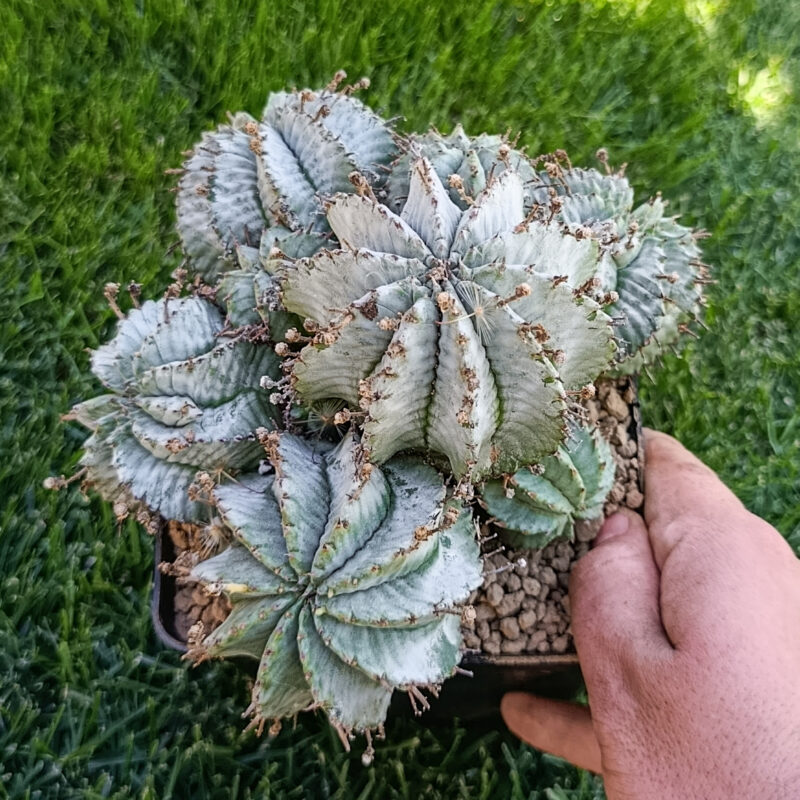 Euphorbia horrida