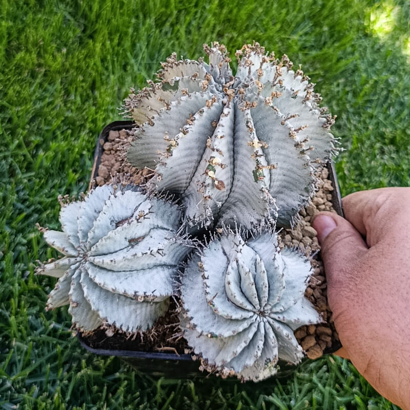 Euphorbia horrida