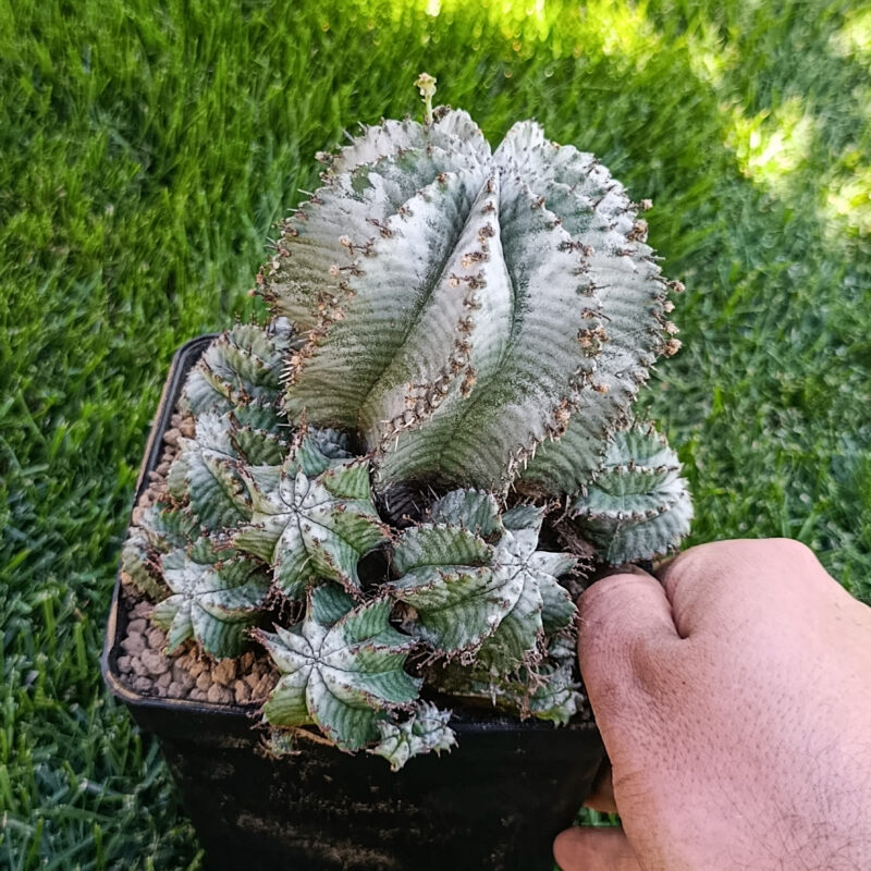 Euphorbia horrida