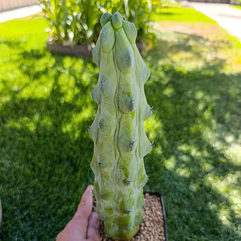 Myrtillocactus geometrizans cv. Fukurokuryuzinboku