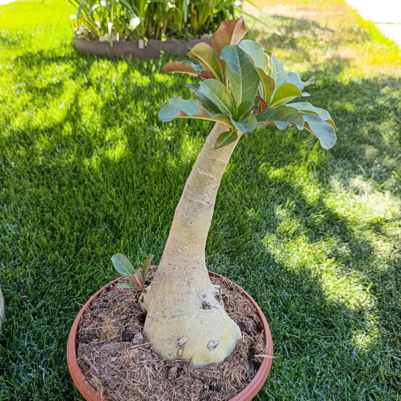 Adenium obesum M