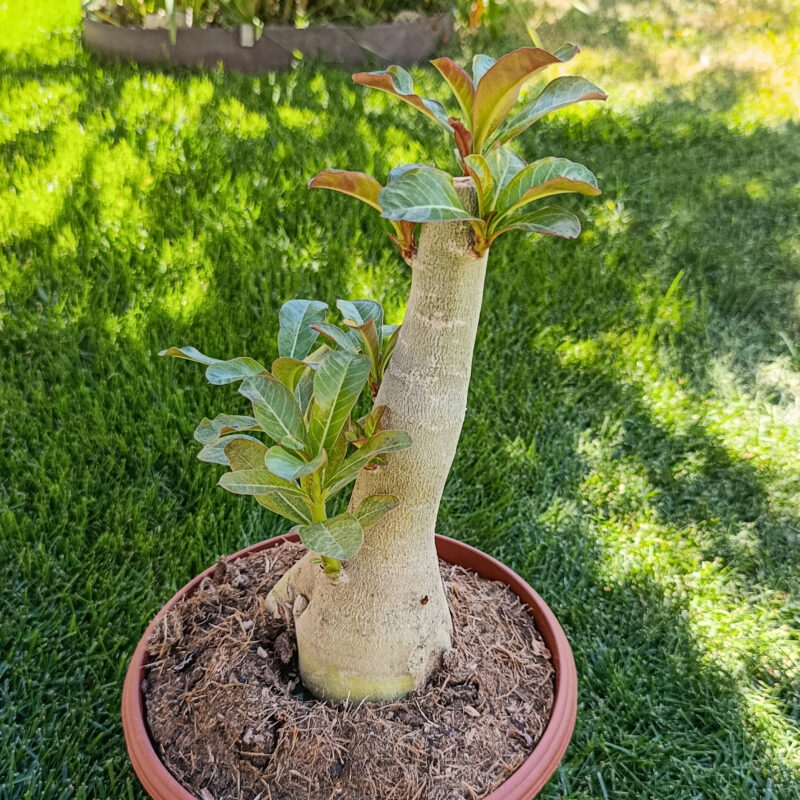 Adenium obesum M