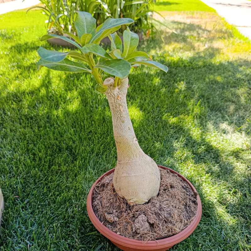 Adenium obesum M