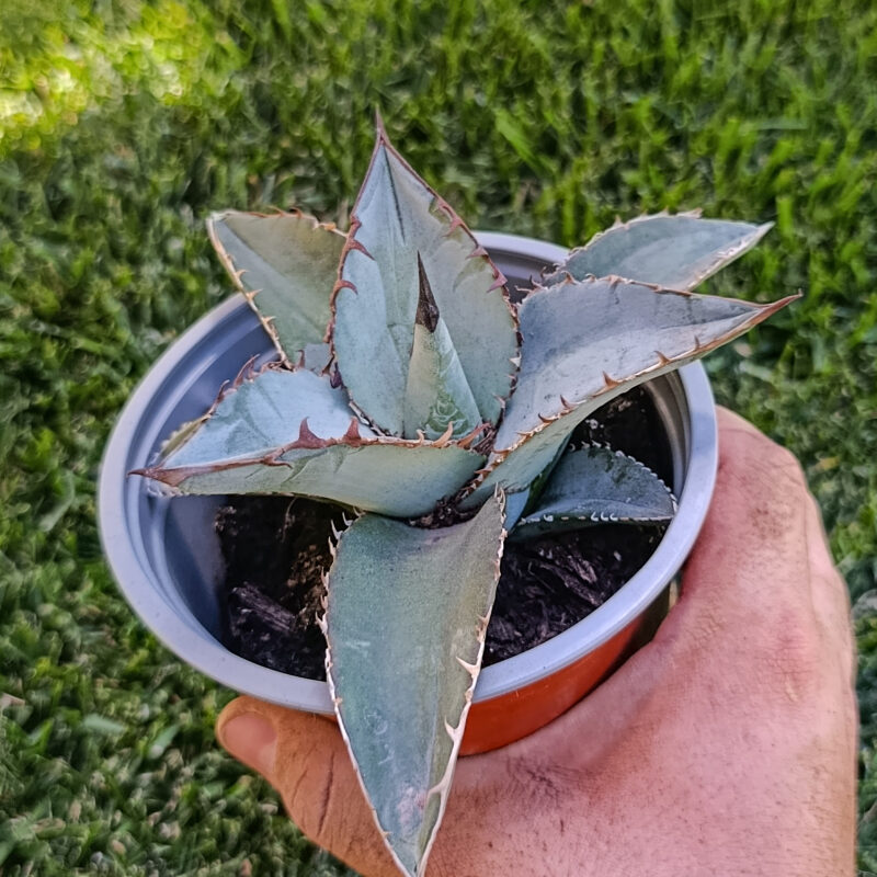 Agave titanota black and blue