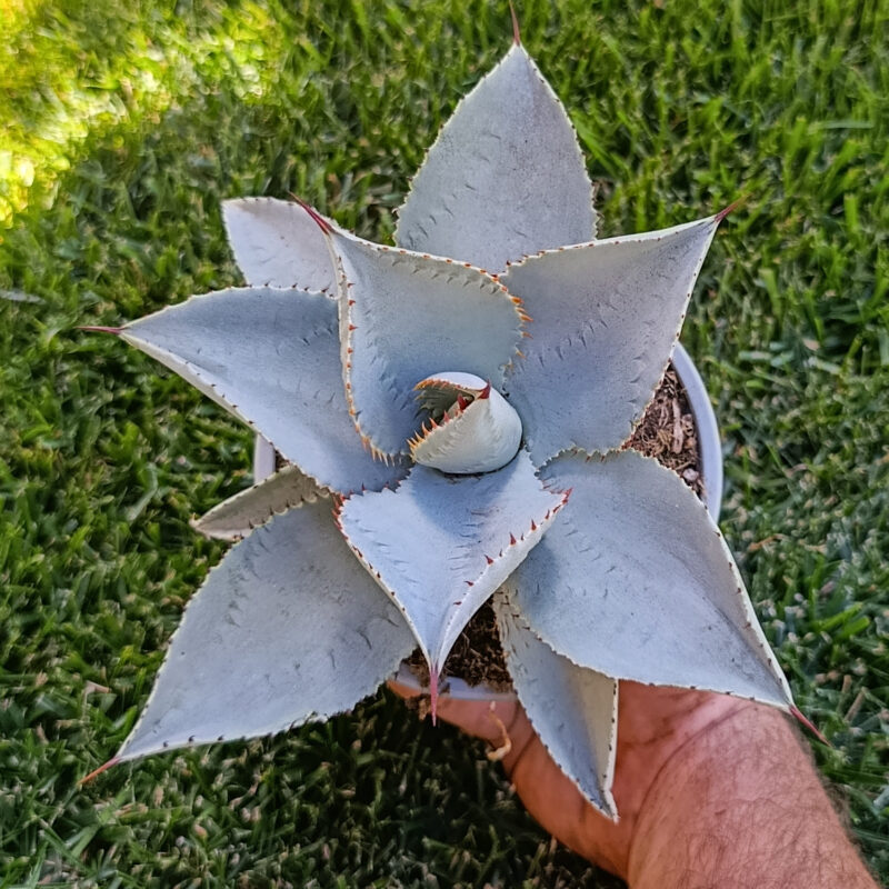 Agave pygmaea Dragon Toes