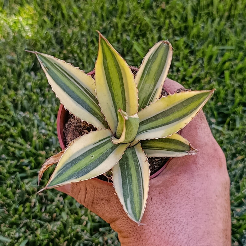 Agave Lophantha quadricolor