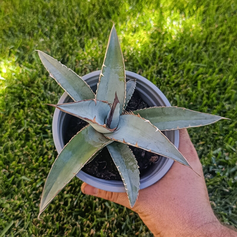 Agave titanota black and blue