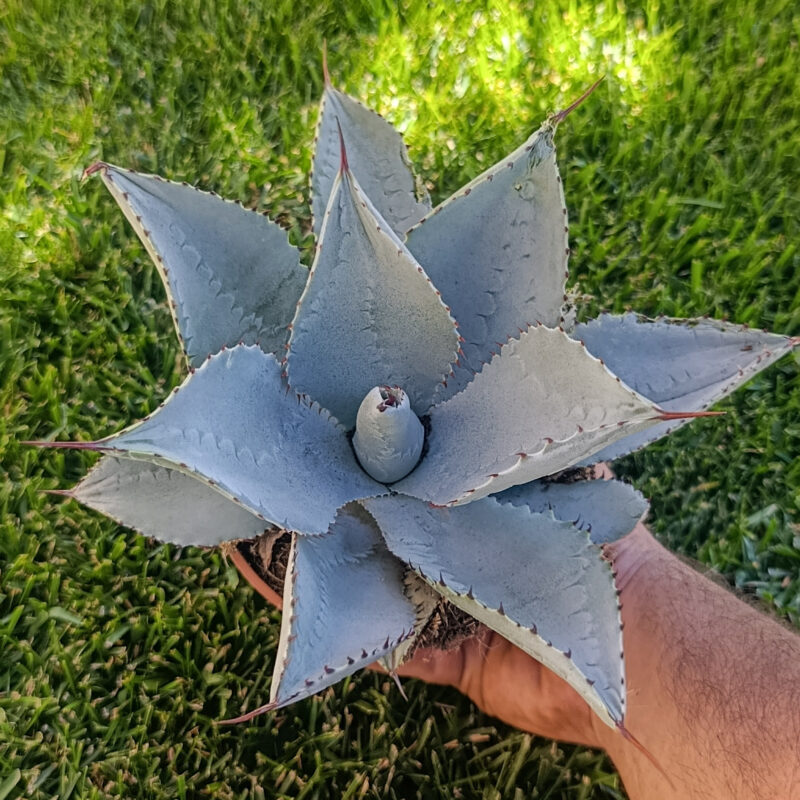 Agave pygmaea Dragon Toes