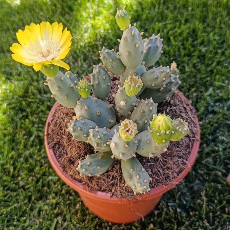 Opuntia